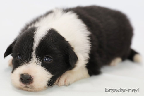 成約済の神奈川県のボーダーコリー-342033の10枚目